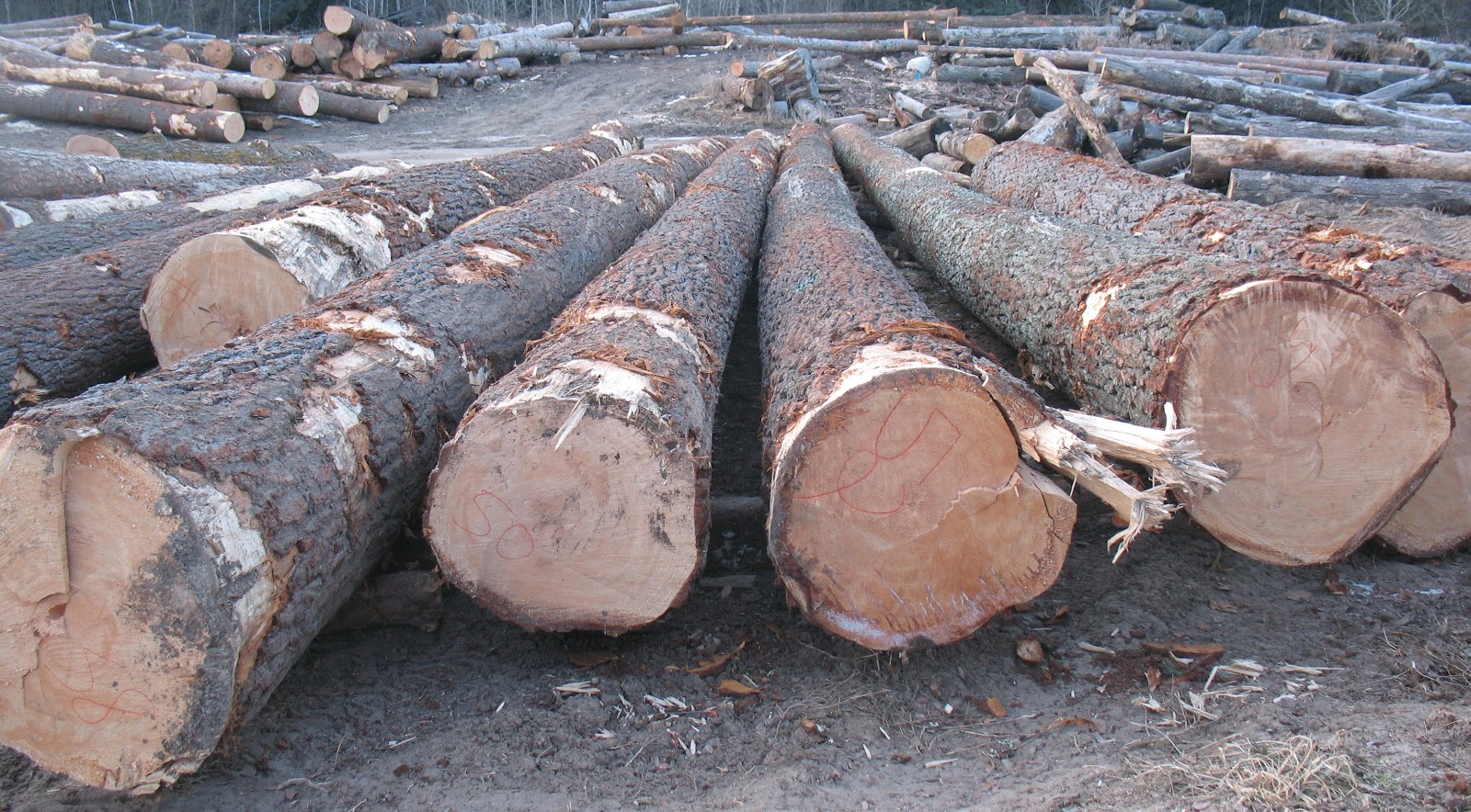 pine logs